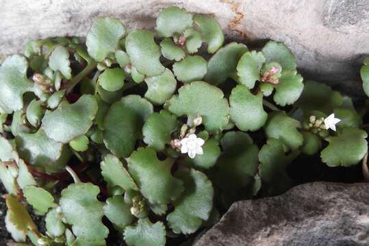 Image of Crassula capensis (L.) Baill.