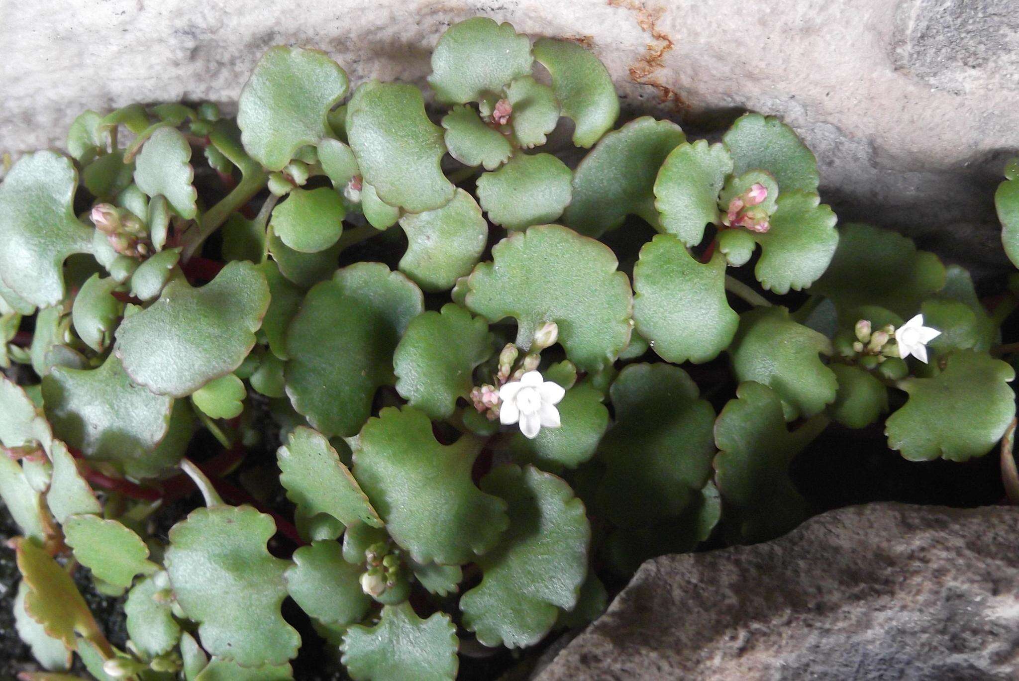 Слика од Crassula capensis var. promontorii (Schönl. & Bak. fil.) Tölken