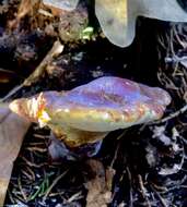 Image of Ganoderma curtisii (Berk.) Murrill 1908