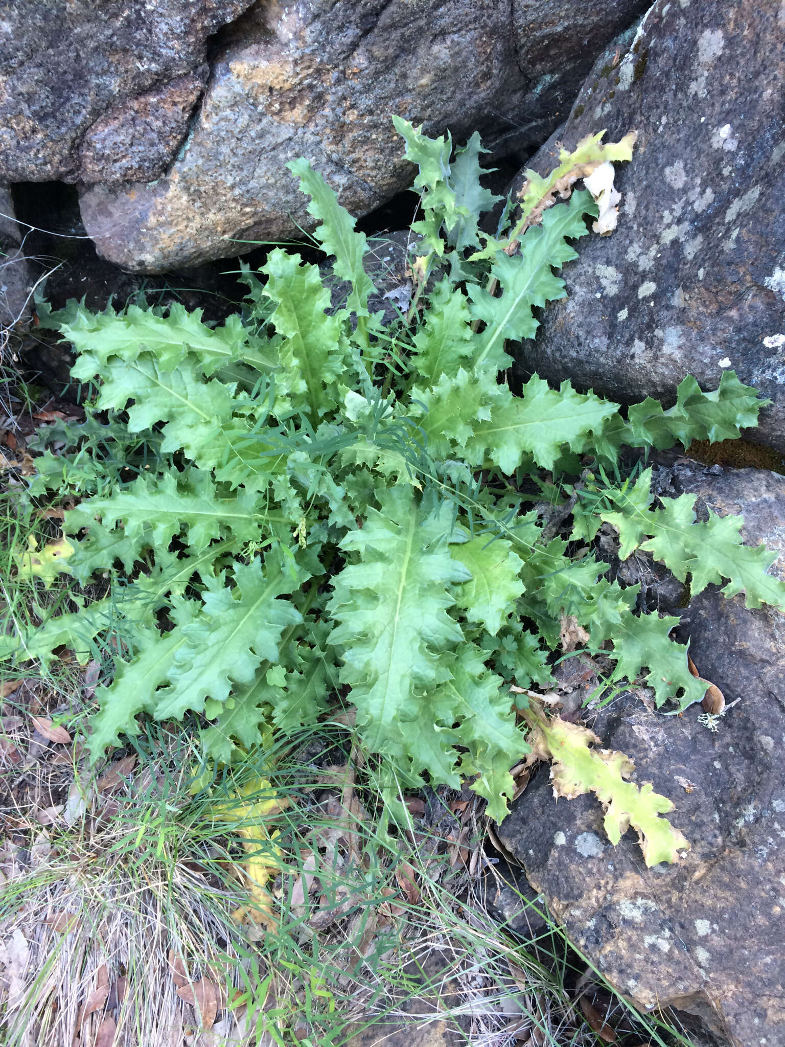 Image of Chorro Creek bog thistle