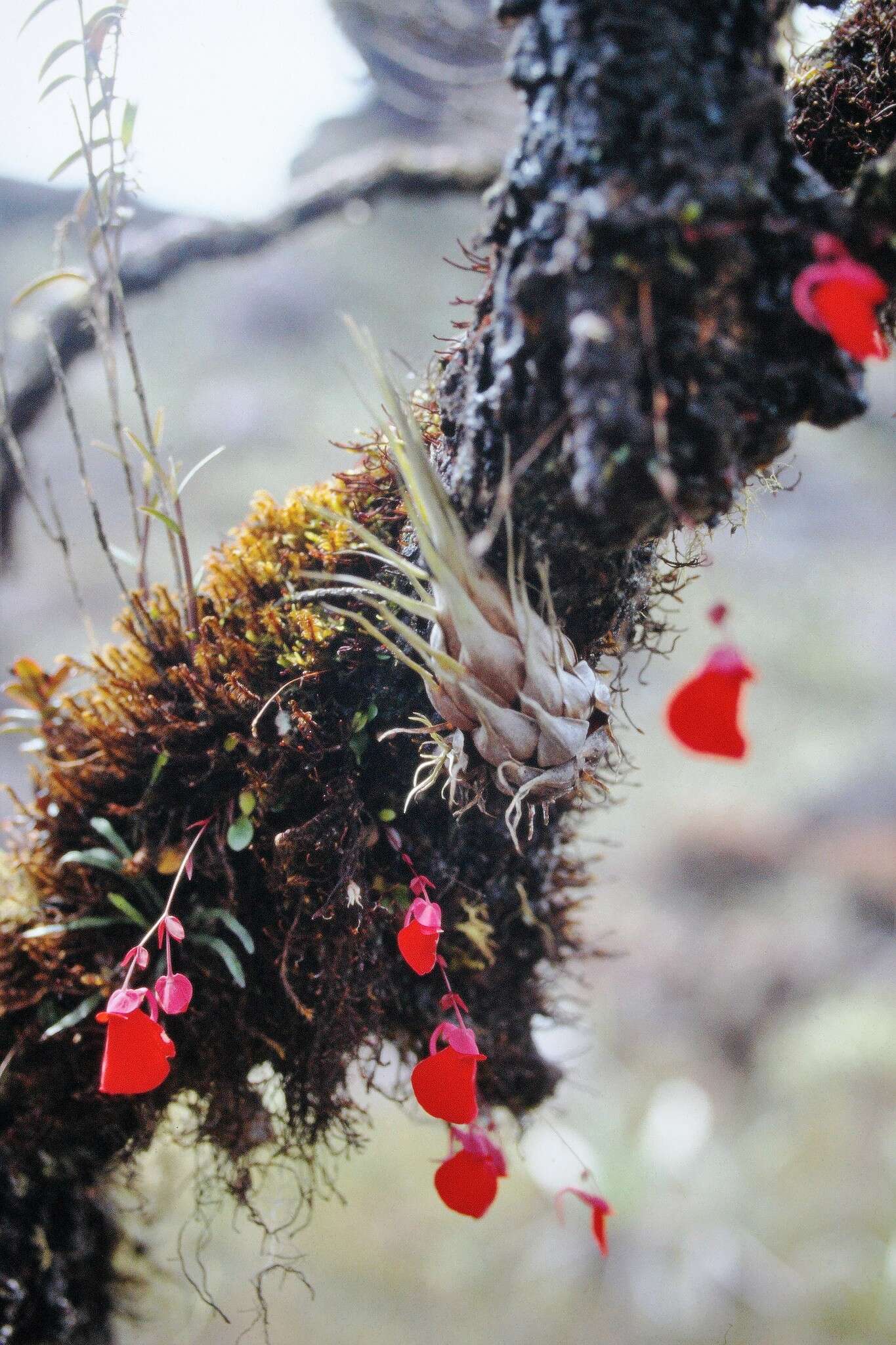 Plancia ëd Utricularia quelchii N. E. Br.