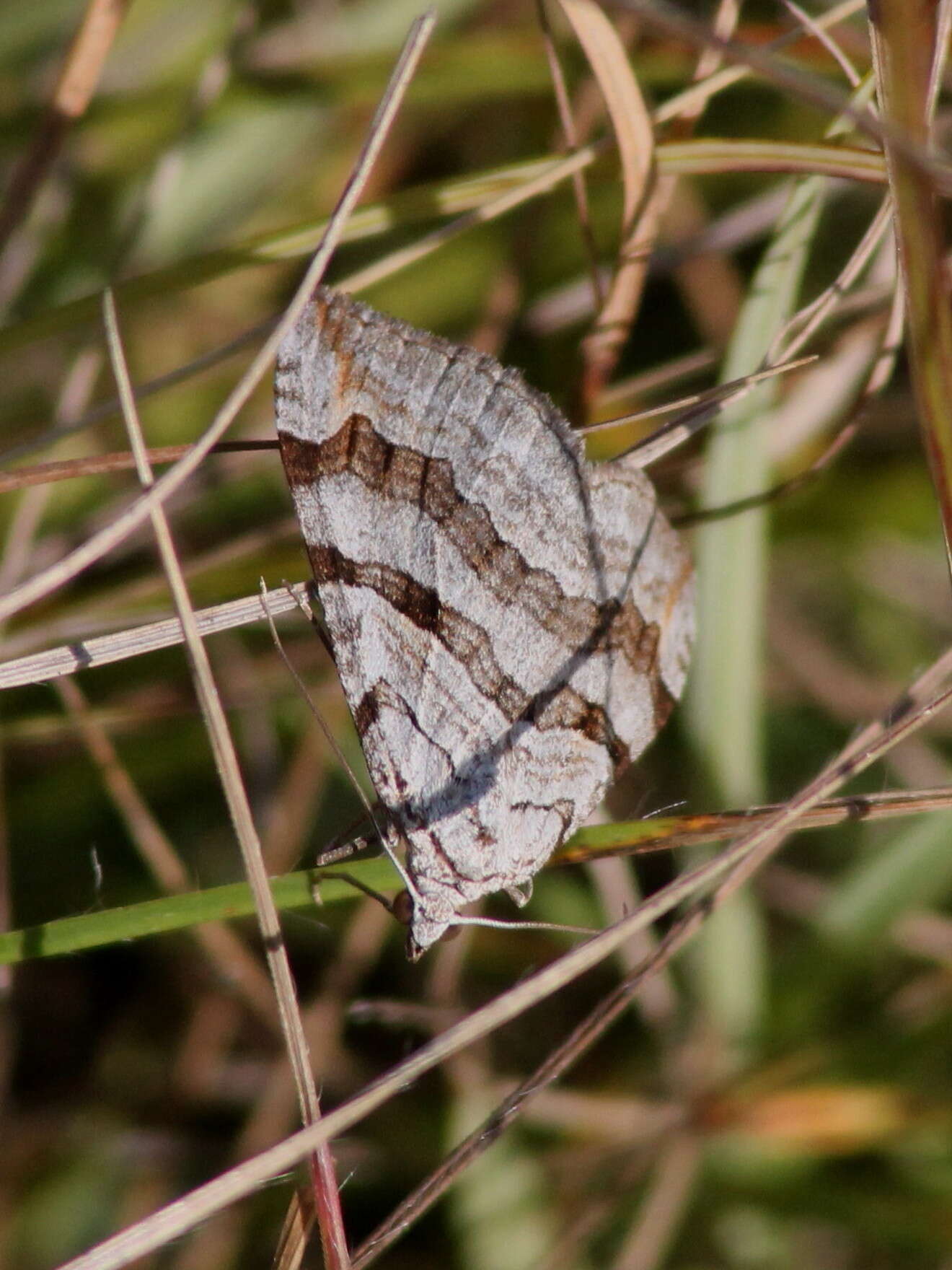 Image of lesser treble-bar