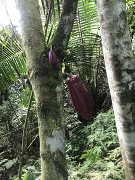 Imagem de Theobroma cacao L.