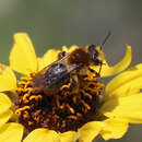 صورة Andrena sola Viereck 1917