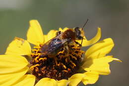 Image of Andrena sola Viereck 1917