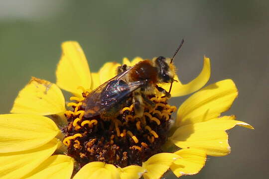 صورة Andrena sola Viereck 1917