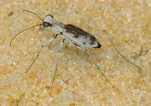 Image of Moustached Tiger Beetle