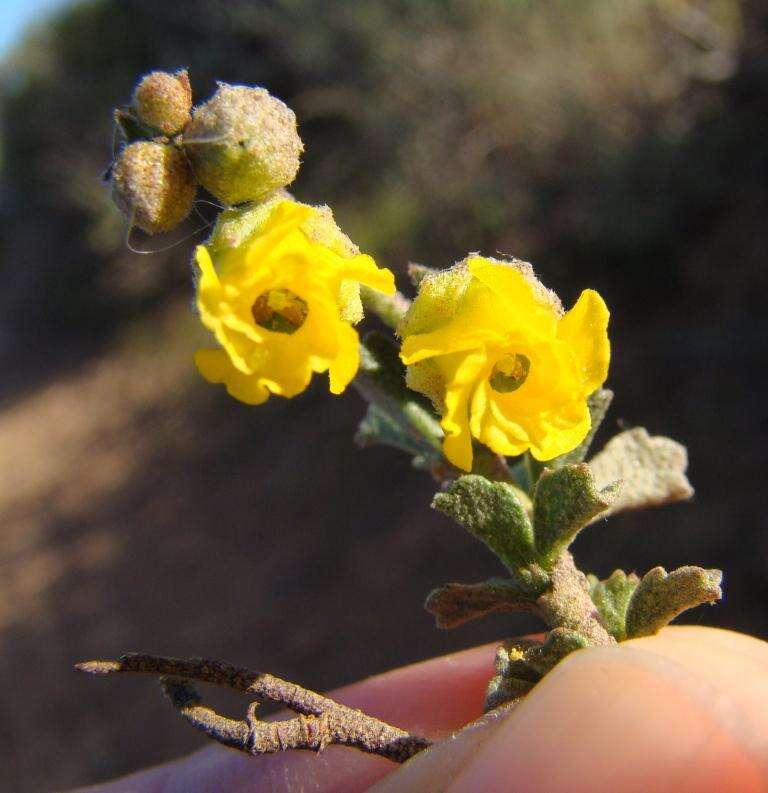 Image of Hermannia cuneifolia var. cuneifolia