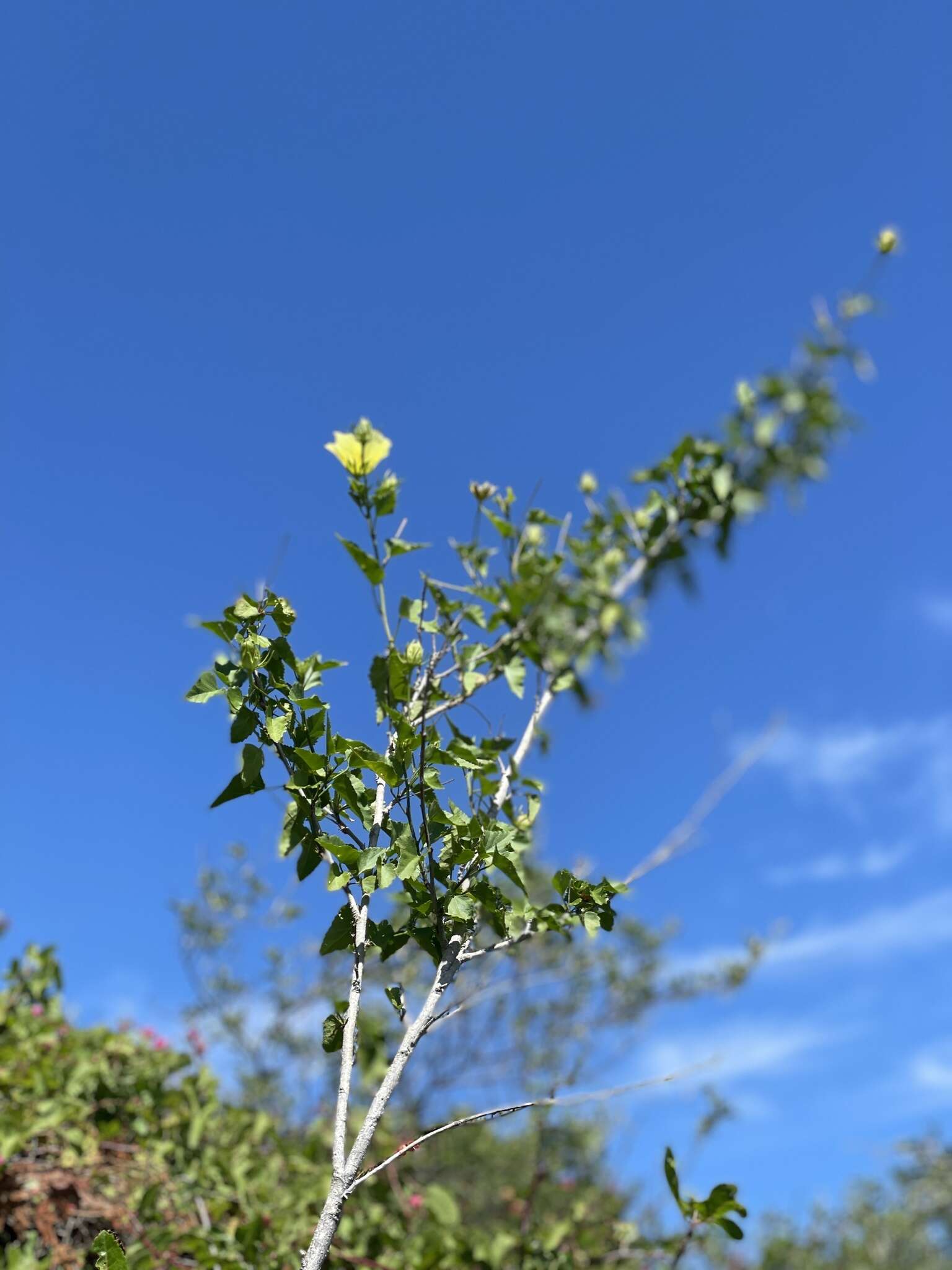 Hibiscus ribifolius A. Gray的圖片