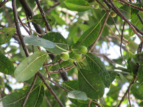 Ficus crocata (Miq.) Mart. ex Miq.的圖片