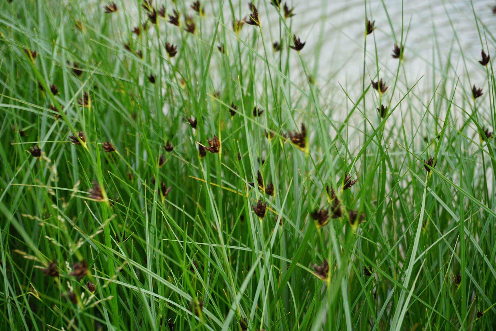 Imagem de Bolboschoenus maritimus subsp. maritimus