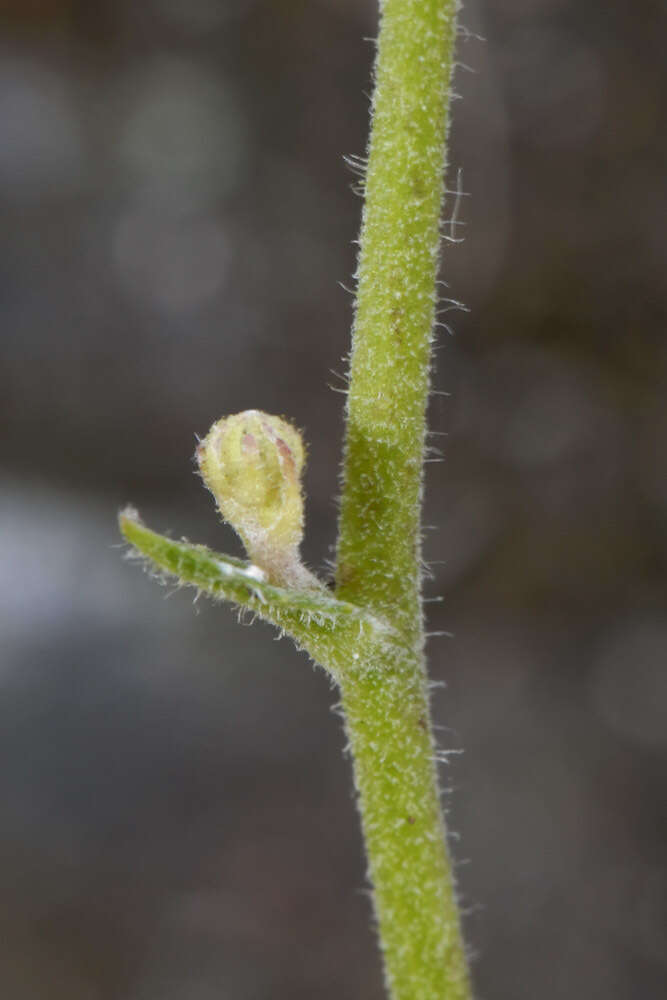 Image of Hieracium australe R. E. Fr.