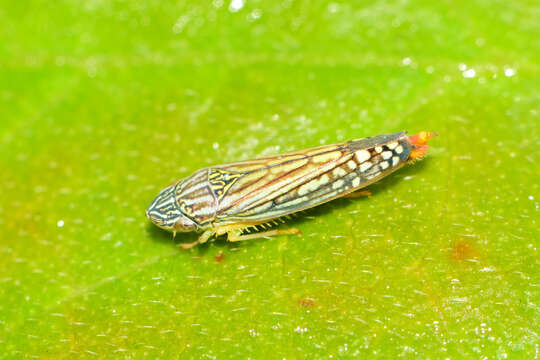 Image of Graphocephala pulchra Young 1977