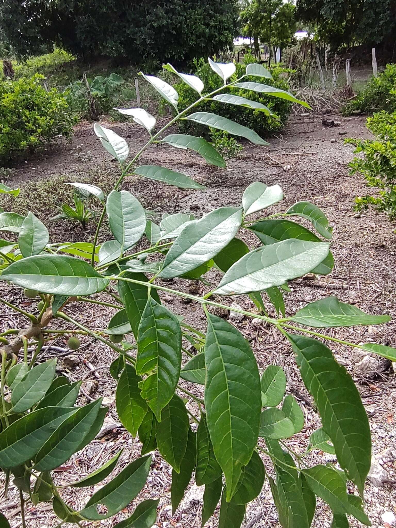 Слика од Trichilia glabra L.