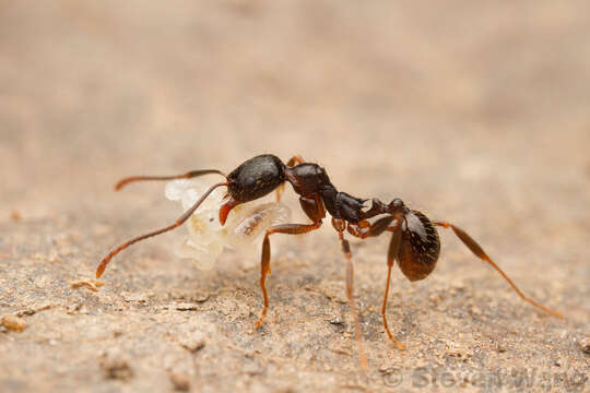 Image of Aphaenogaster picea (Wheeler 1908)