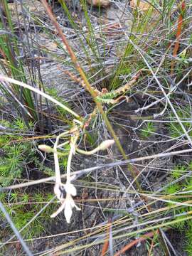 صورة Tritonia undulata (Burm. fil.) Baker