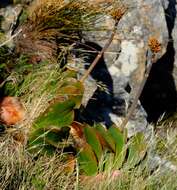 Image of Kumara haemanthifolia (Marloth & A. Berger) Boatwr. & J. C. Manning