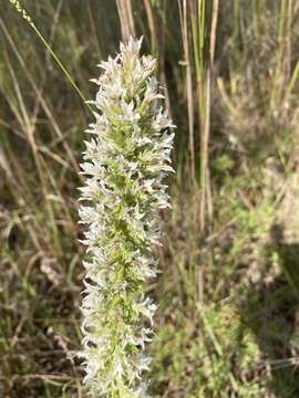 Image of Liatris bridgesii (Mayfield) G. L. Nesom