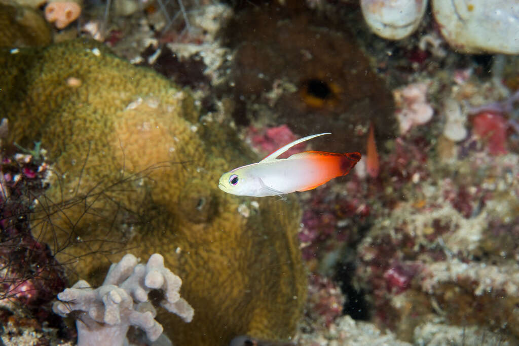 Image of Fire Dartfish