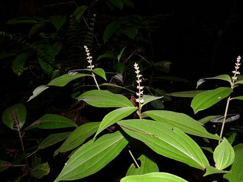 Image of Miconia nervosa (Sm.) Triana