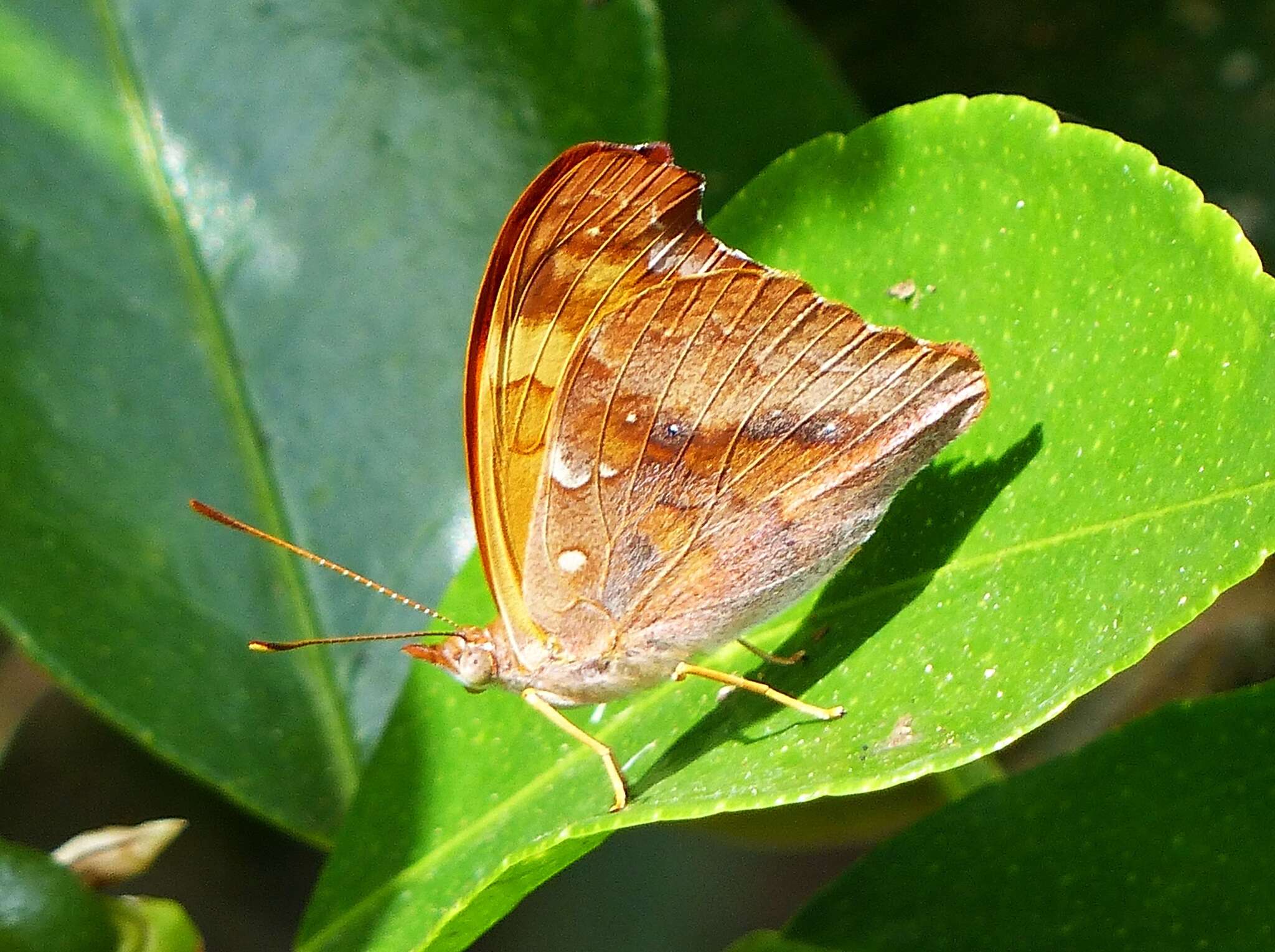 Слика од Temenis laothoe meridionalis Ebert 1965