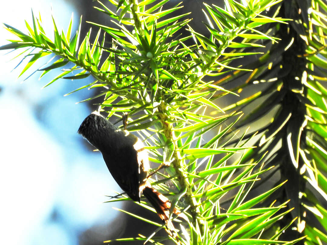 Image of Araucaria Tit-Spinetail