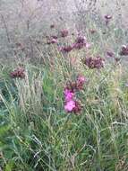 Image de Dianthus giganteus Dum.-Urville