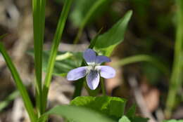 Imagem de Viola acuminata Ledebour