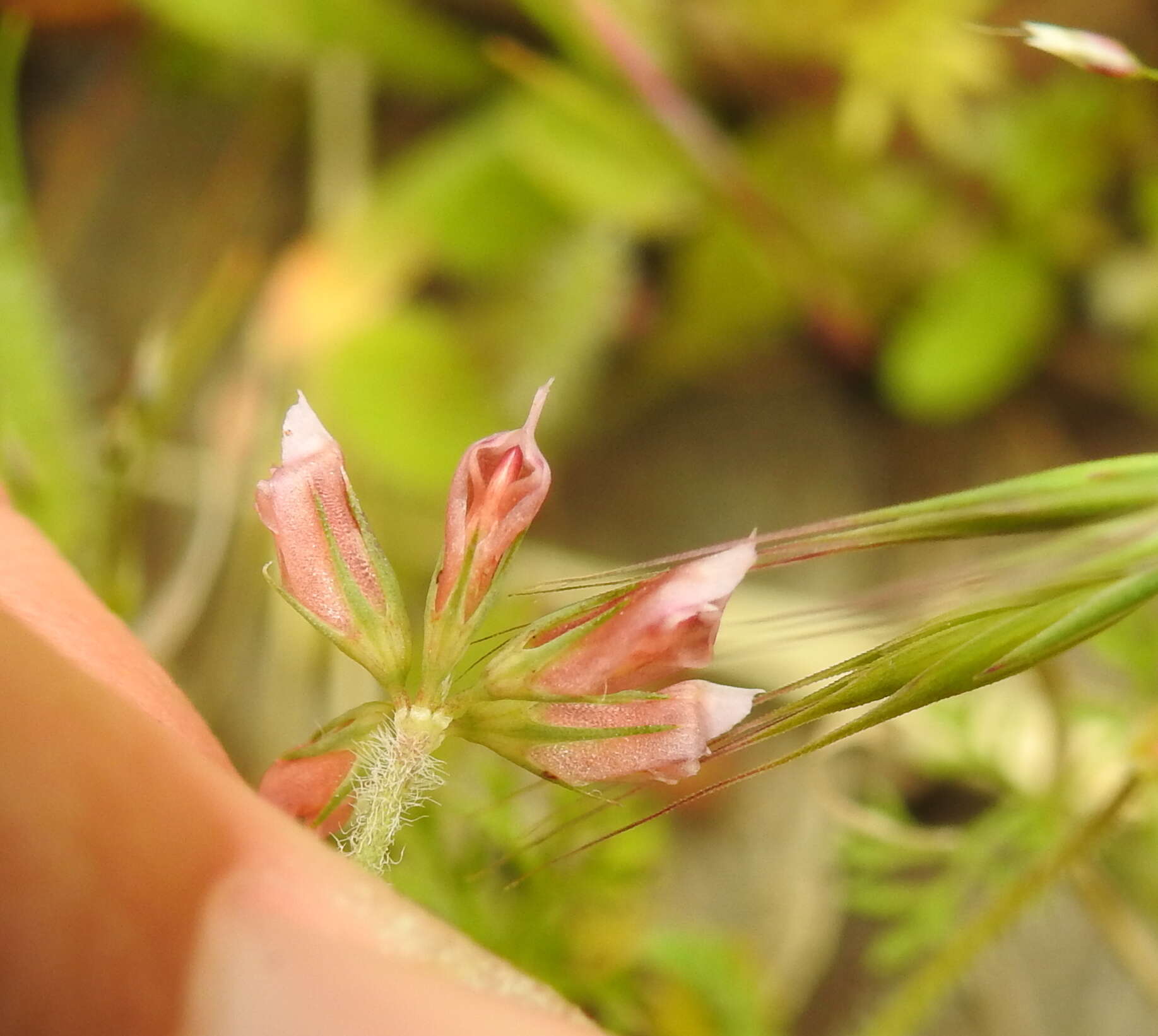 Image de Trifolium bifidum A. Gray