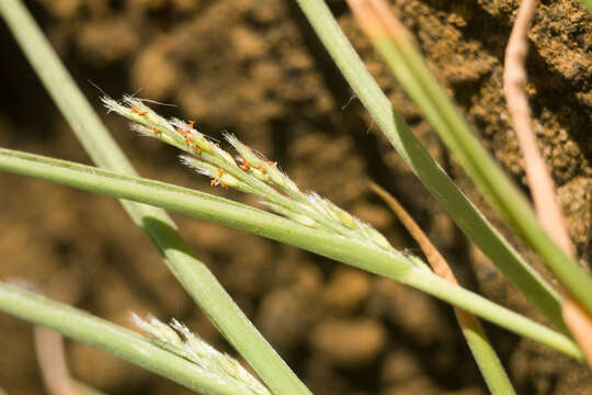 Imagem de Panicum fauriei Hitchc.