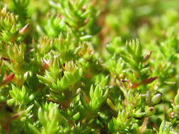 Crassula tillaea Lester-Garland resmi