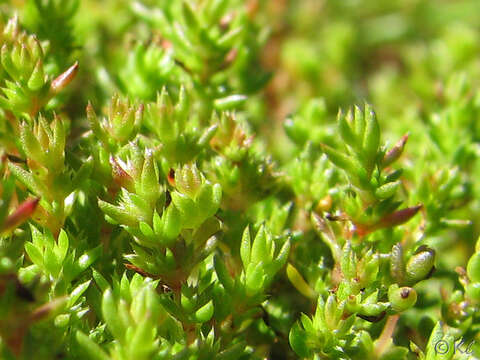 Image of Mossy Stonecrop