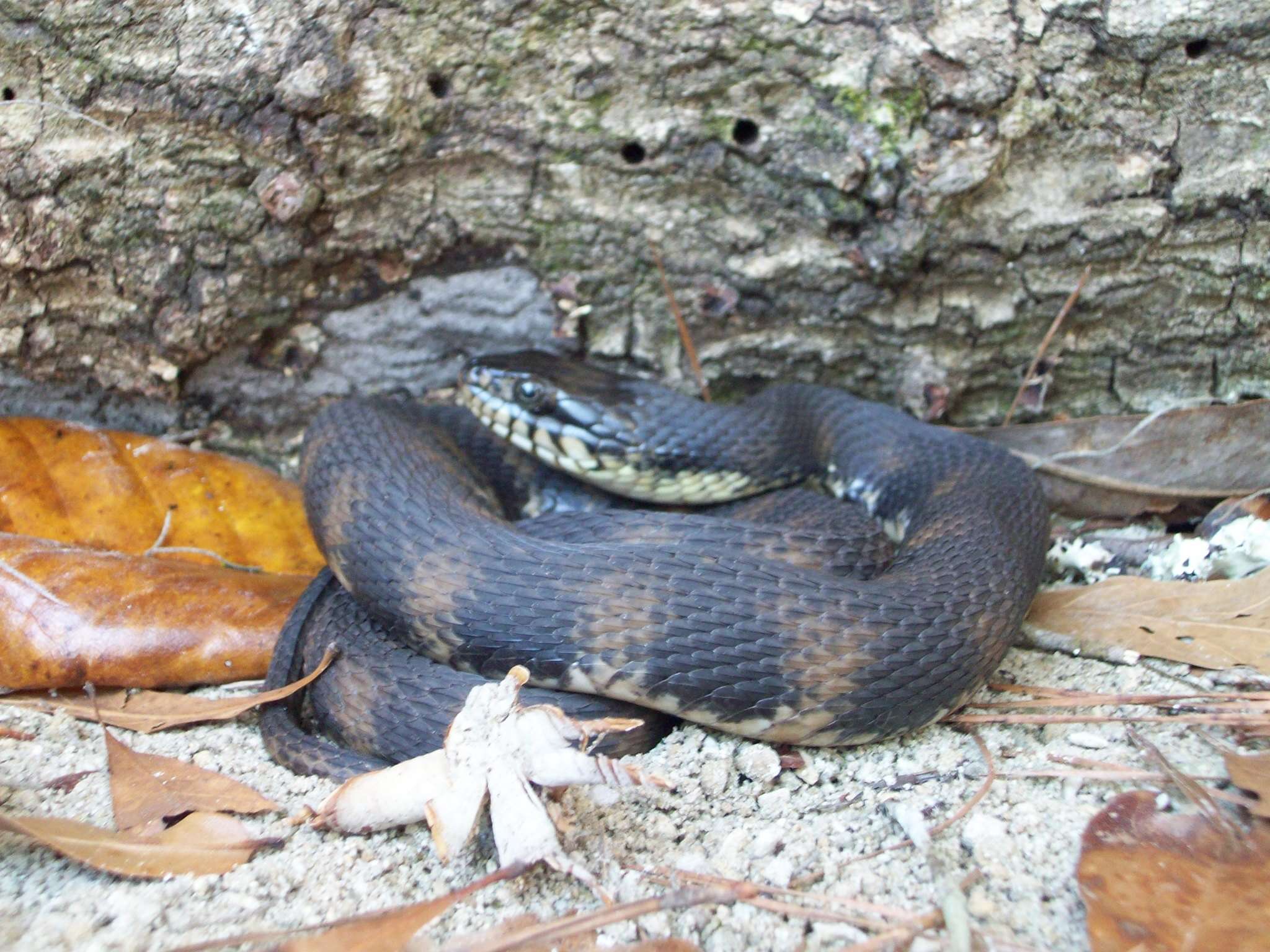 Plancia ëd Nerodia fasciata pictiventris (Cope 1895)