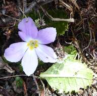 Image of Primula deuteronana Craib