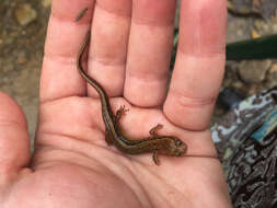 Image of Southern Two-lined Salamander