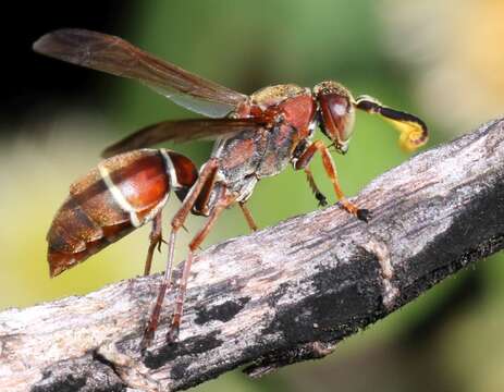 Image of Polistes marginalis (Fabricius 1775)