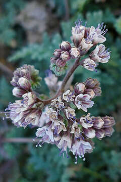 Image of Arizona phacelia