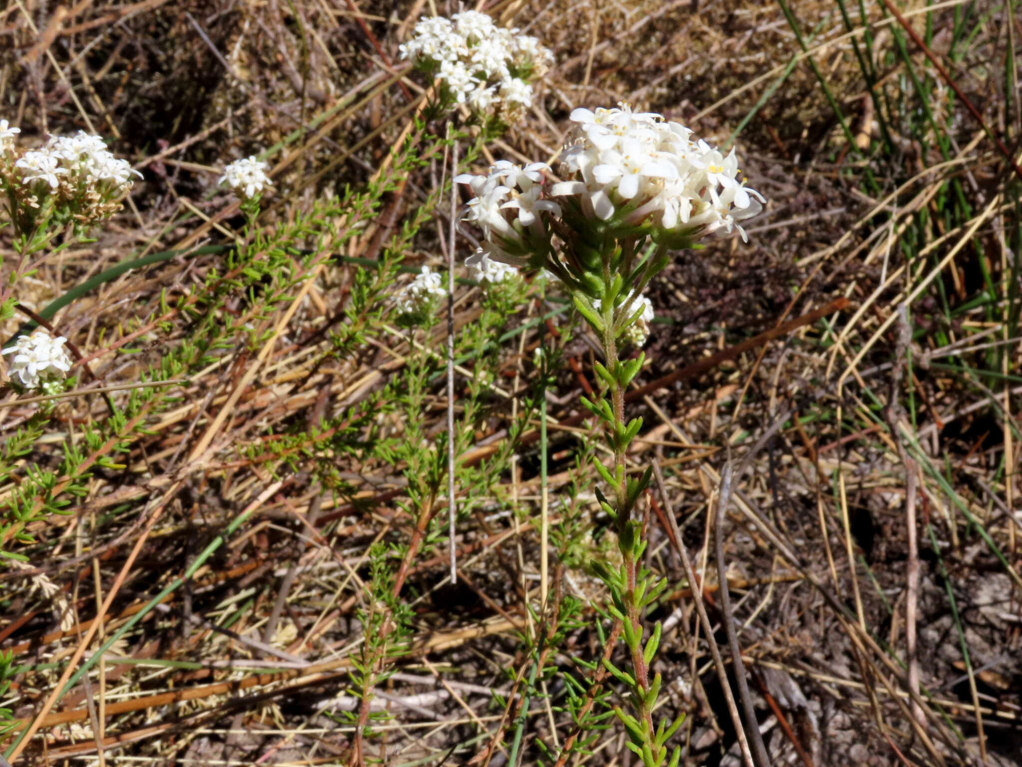 Image de Selago fruticosa L.