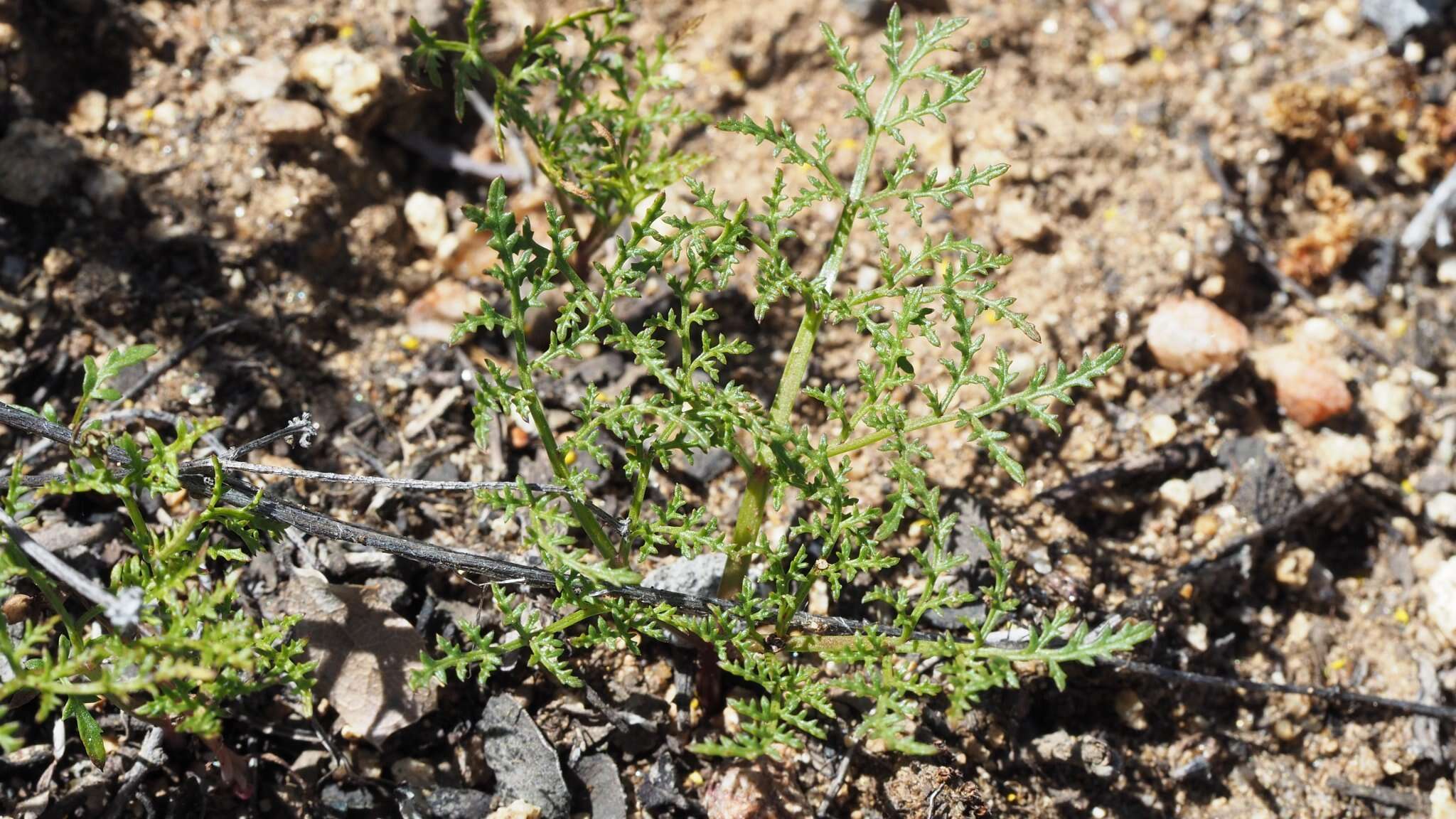 Image of turkey pea