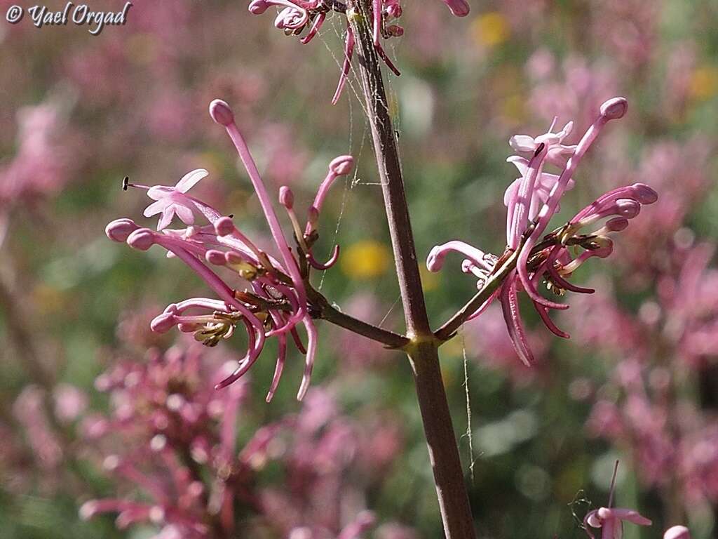 Image of Centranthus longiflorus Stev.