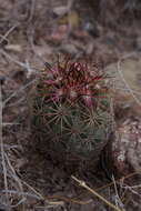 Image de Sclerocactus warnockii (L. D. Benson) N. P. Taylor