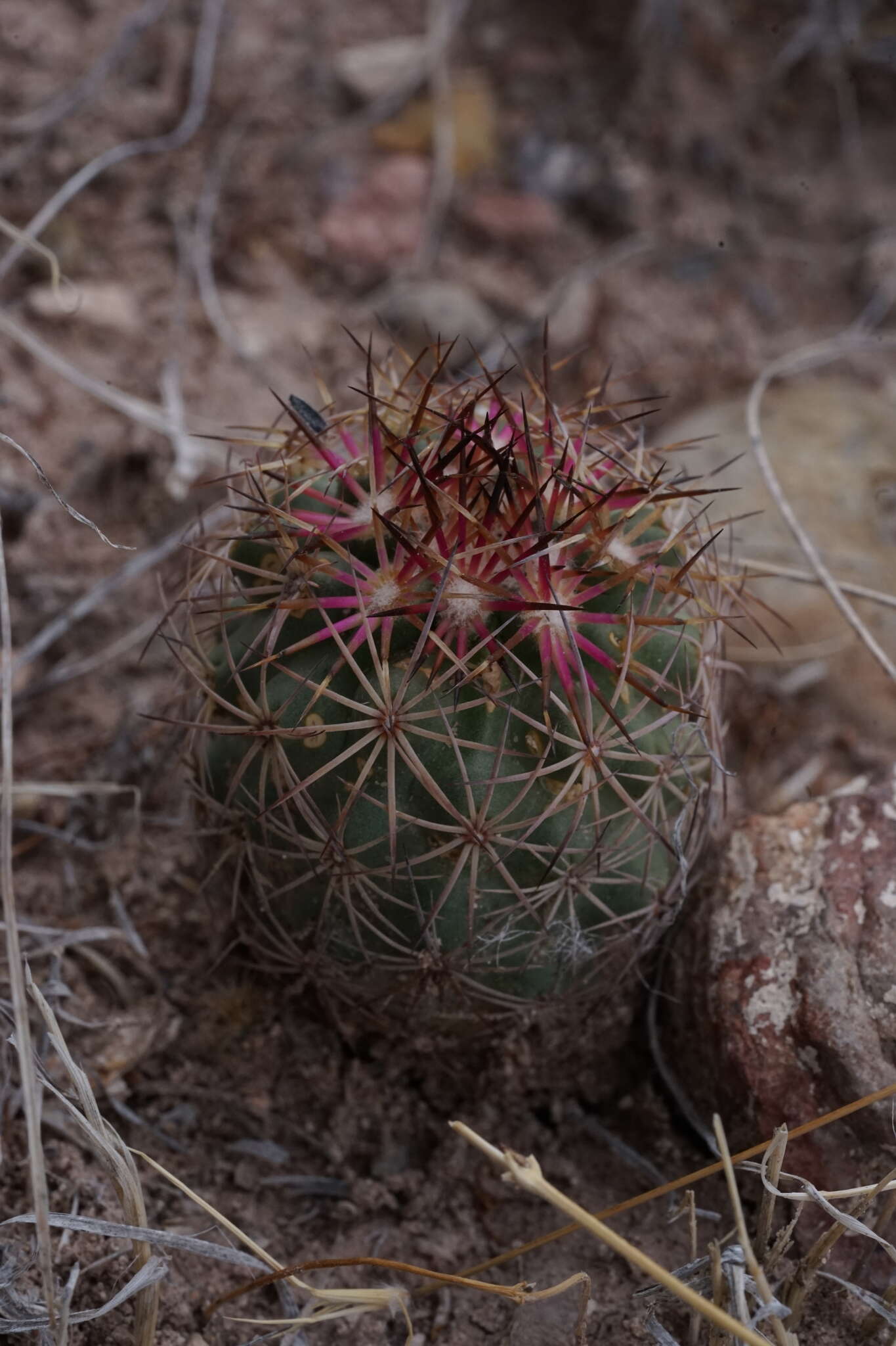 Plancia ëd Sclerocactus warnockii (L. D. Benson) N. P. Taylor