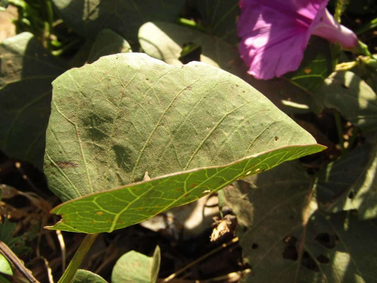 Image of ginger-leaf morning-glory