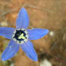 Sivun Wahlenbergia constricta Brehmer. kuva
