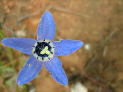 Wahlenbergia constricta Brehmer. resmi