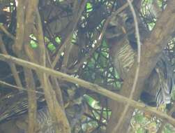 Image of African Wood Owl