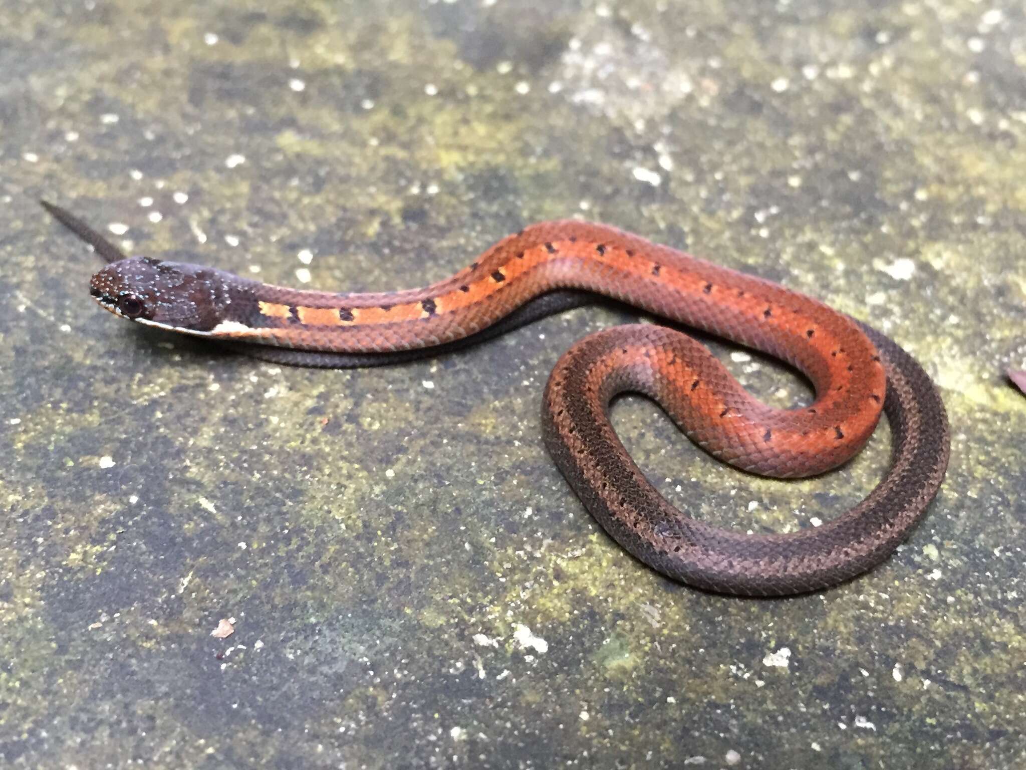 Imagem de Sibynophis melanocephalus (Gray 1835)