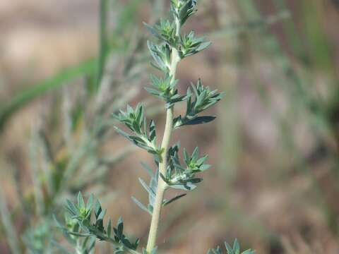 Image of Fivehorn Smotherweed