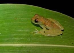 Image of Dendropsophus branneri (Cochran 1948)