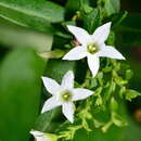 Plancia ëd Cyphanthera anthocercidea (F. Müll.) L. Haegi